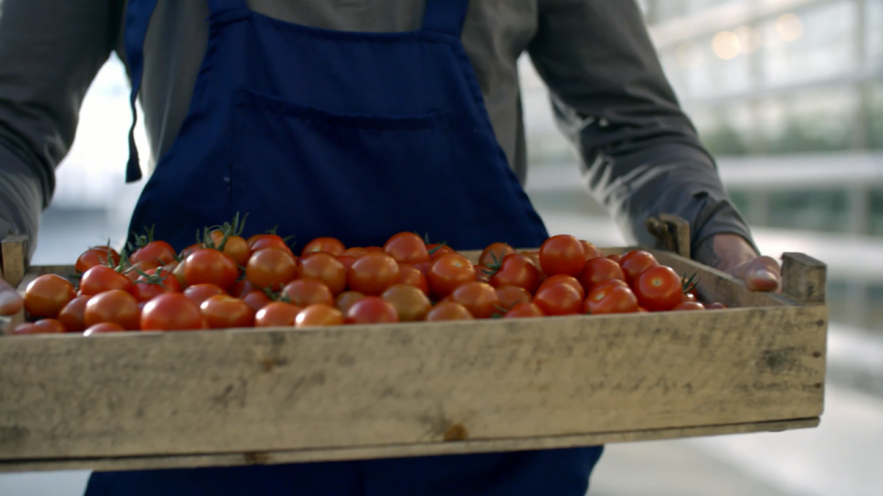 man holding a tray of tomatoes